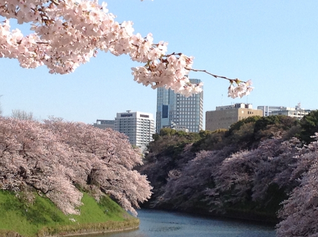 千鳥ヶ淵　桜①